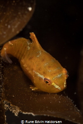 A juvenile lumpsucker on a piece of sugar kelp by Rune Edvin Haldorsen 